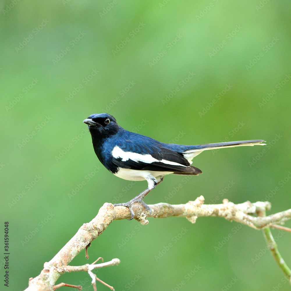 Oriental Megpie Robin bird (Copsychus saularis) perching on nice branch with nice green blackground