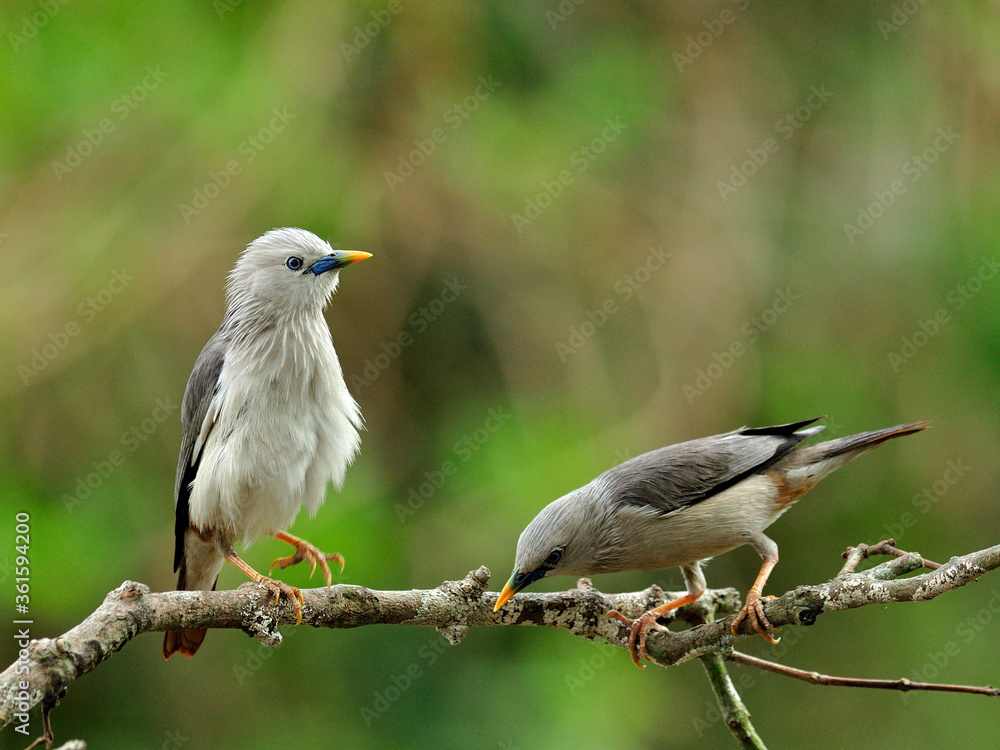 一对栗尾Starling鸟（Sturnus malabaricus）站在漂亮的树枝上坠入爱河