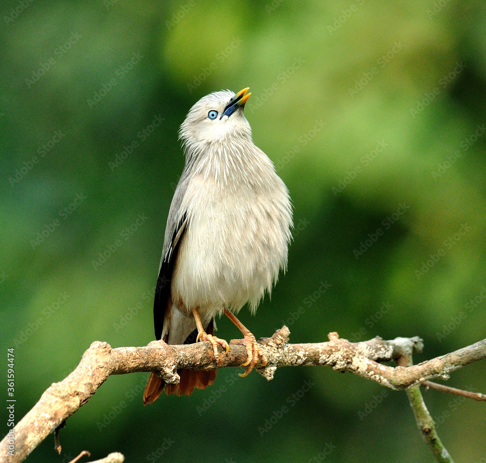 Pluffy feathers of Chestnut-tailed Starling birds (Sturnus malabaricus)