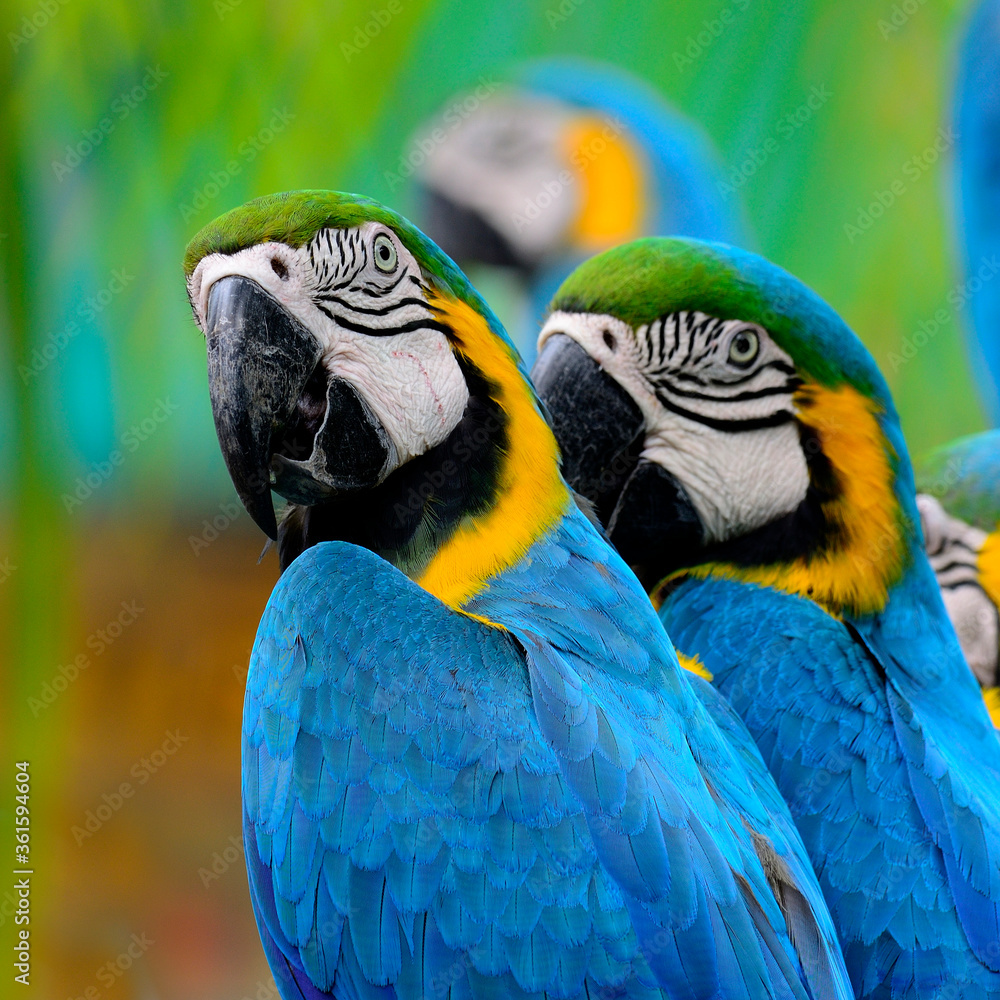 Portrait of Blue and Yellow macaw, blue and golden macaw, bird