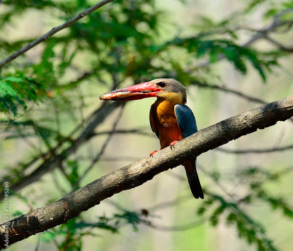 鹳嘴翠鸟，Halcyon capensis，嘴里叼着鱼喂小鸡，鸟