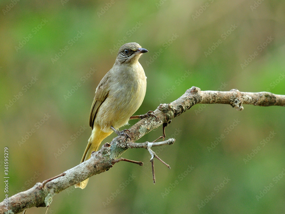 条纹耳Bubul鸟（Pycnonotus blanfordo）栖息在有漂亮黑色地面的树枝上