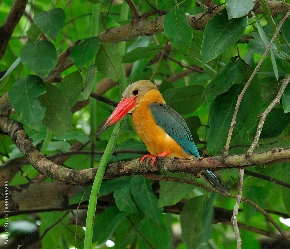 鹳嘴翠鸟，Halcyon capensis，栖息在树上等待钓鱼，鸟