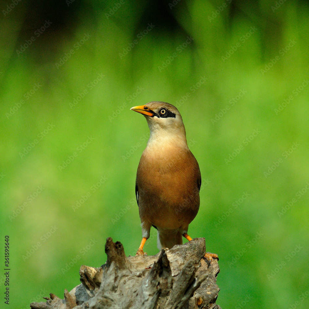 金星胸Starling birds（Sturnus burnamicus）笔直地站在原木上