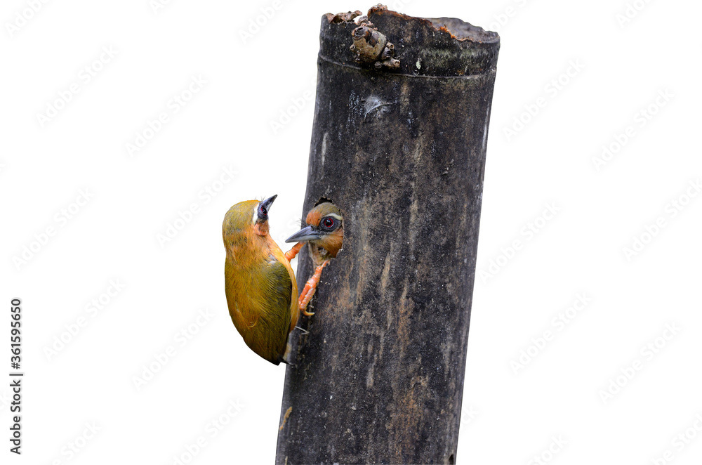 White-browed Piculet, Sasia ochracea, a lovely and cute bird digging its nest in broken bamboo, isol