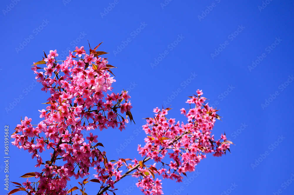 喜马拉雅野生樱花，背景是晴朗的蓝天，粉红色的花朵，樱花