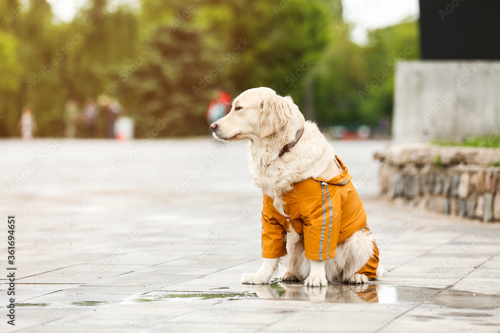 穿着雨衣的有趣狗狗在户外散步