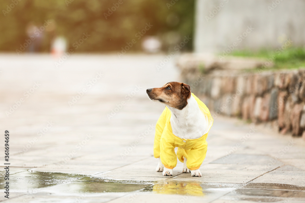 有趣的穿着雨衣的狗在户外散步