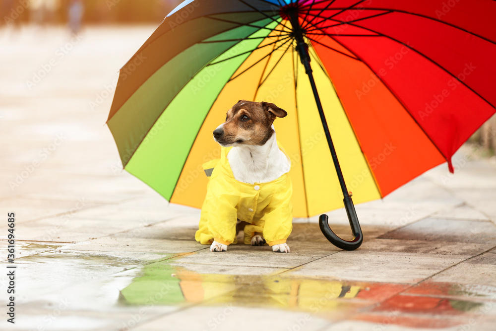 有趣的狗狗穿着雨衣，户外带伞