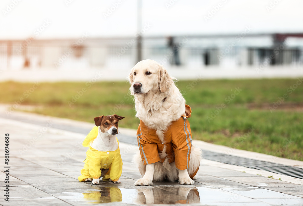 穿着雨衣的有趣狗狗在户外散步