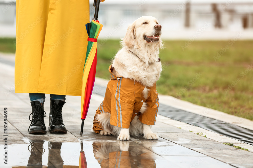 有趣的狗和穿着雨衣的主人在户外散步