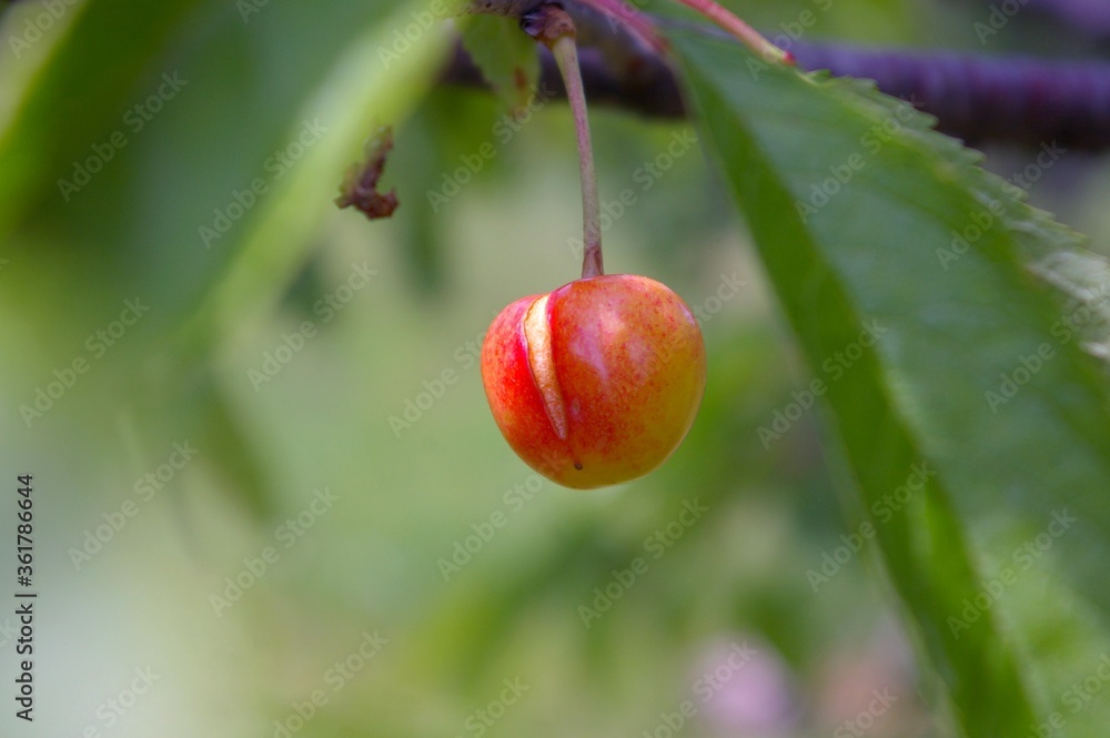 Cherry fruit split by excessive rains. Cracking fruit. Fruit ripening.