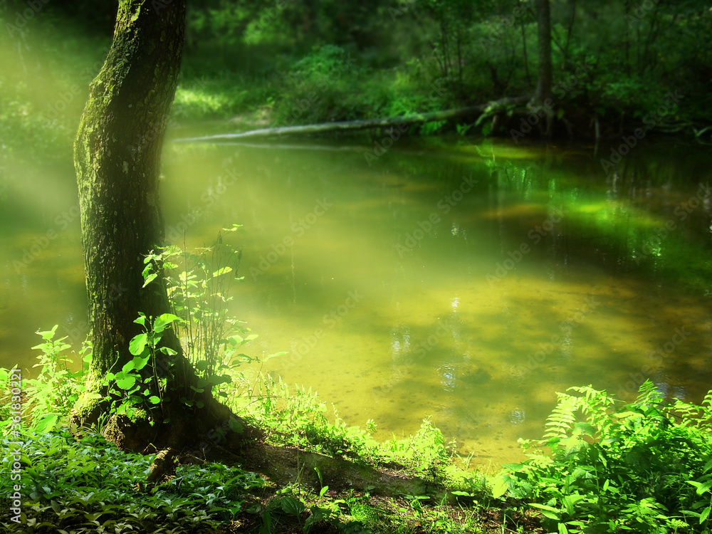 阳光照耀着夏日森林中的河流，孤独的树，透明的光和水的景观。金色