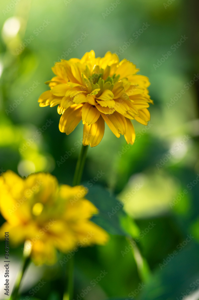 Heliopsis helihanthoides双花毛茛开花，夏季开花黄色