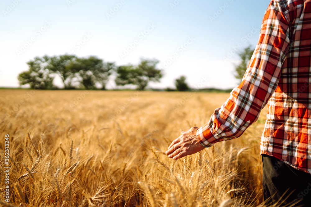 A man with his back to the viewer in a wheat field touched the hand of wheat. Farmer hand touching w