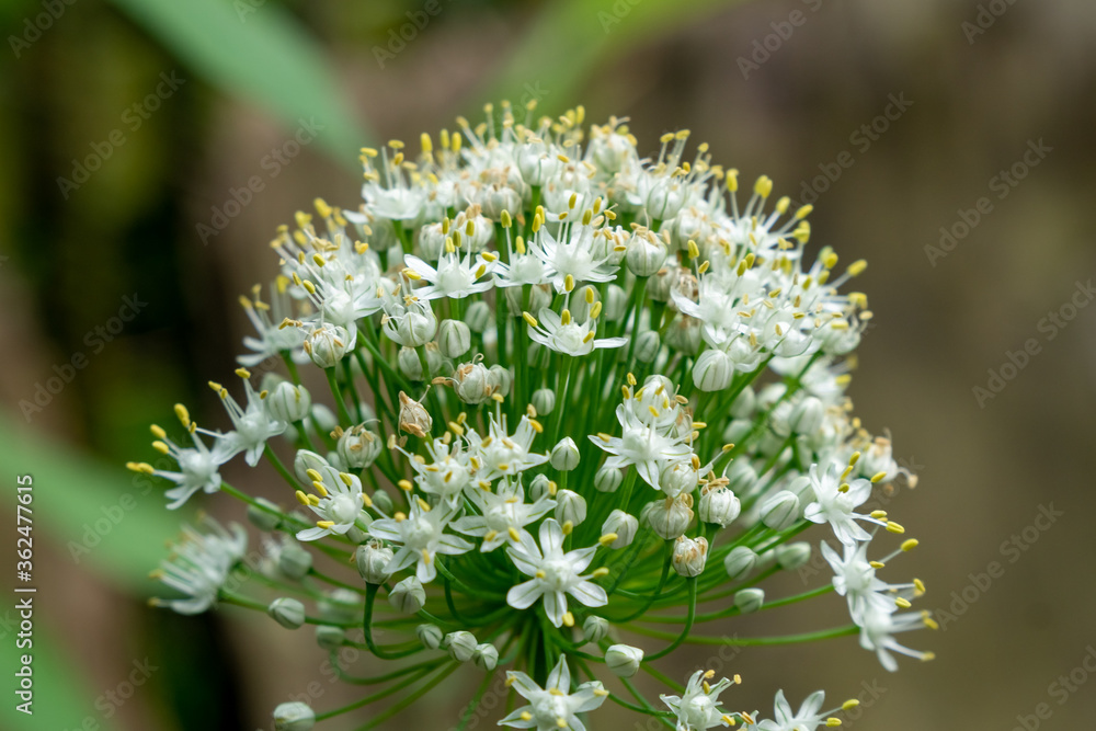 大蒜韭菜花的选择性焦点