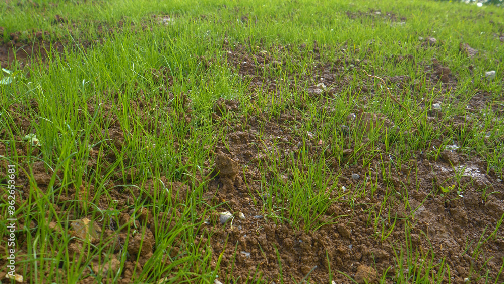 CLOSE UP: Water droplets cover the blades of grass sprouting from fertile soil