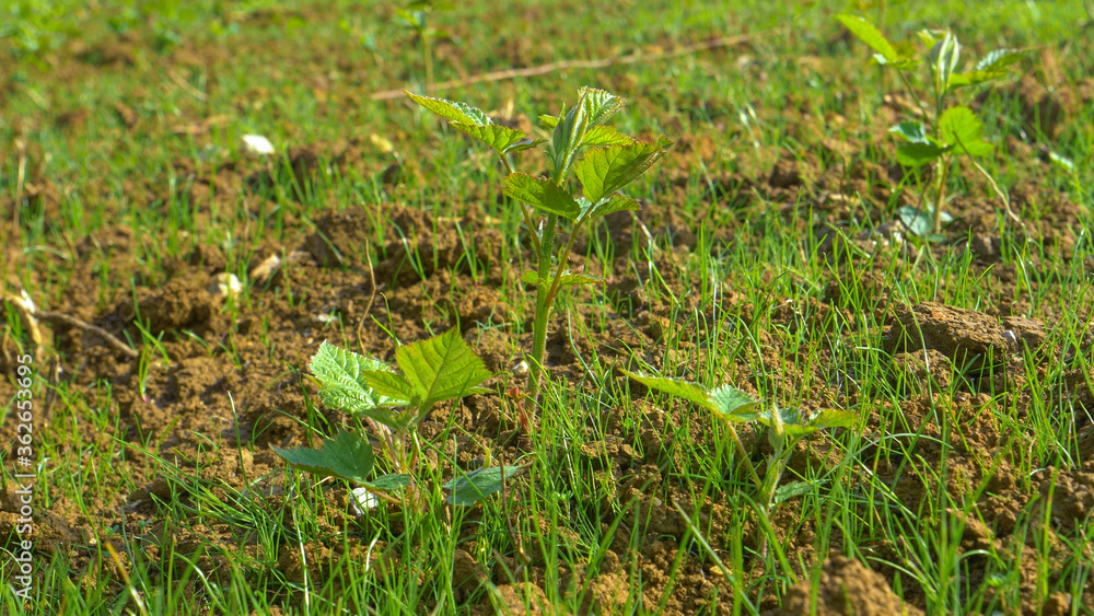 大熊猫，DOF：野生植物在萌芽的草地中间开始发芽。