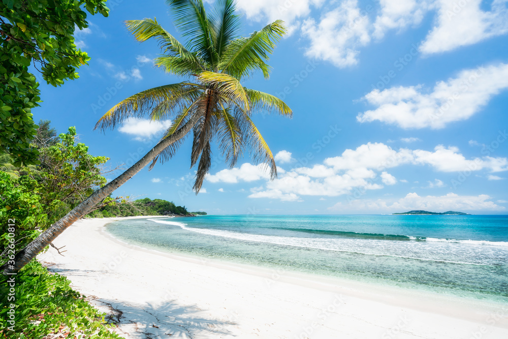 Tropical beach with palm tree