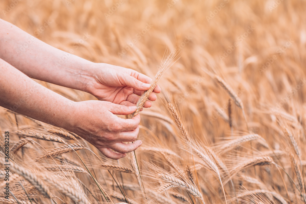 Female farm worker agronomist examining ripe barley crops