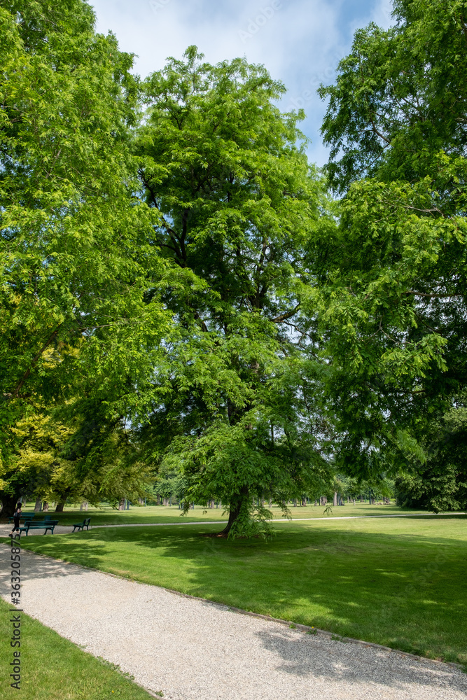 三角Gleditsia triacanthos Inermis