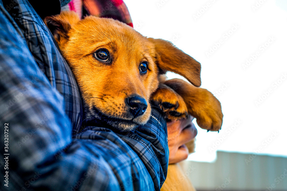 Man hands holding dog