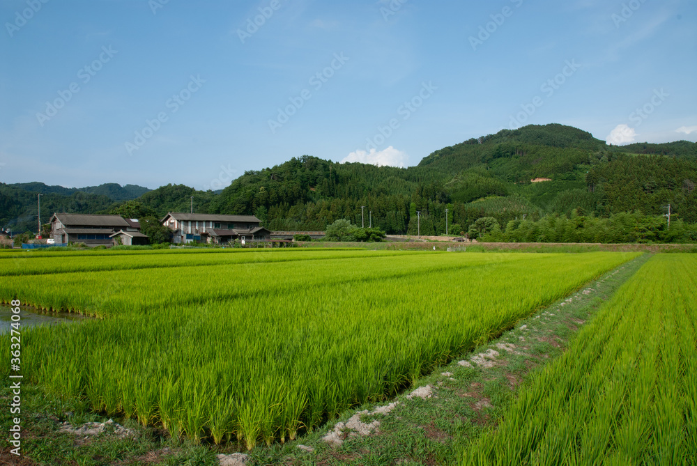 田舎ののどかな田園風景