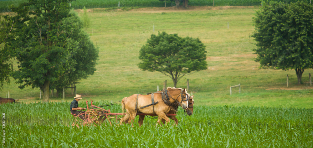 Lancaster, Pennsylvania - 6/28/2008:  Horse drawn cultivator, amish farm near Lancaster, PA