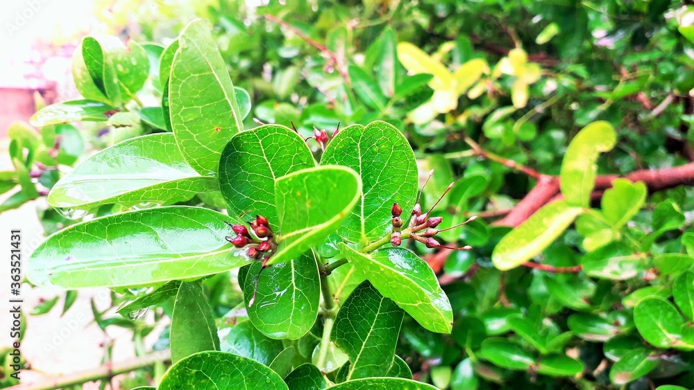 树枝上的一束叶子，红色的花朵在雨水中发芽