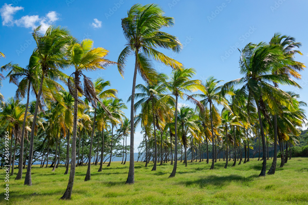 加勒比海一个刮风的夏日，一个大型棕榈树公园的风景照片。