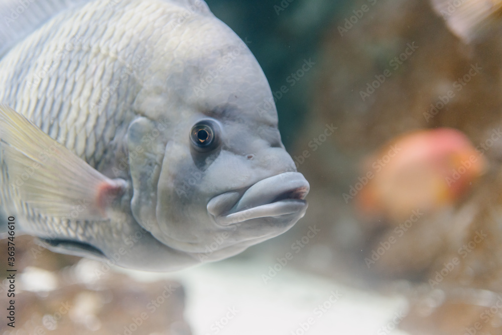 水族馆里的热带鱼