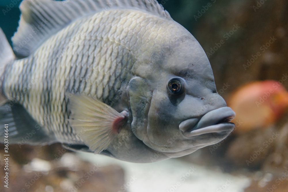 水族馆里的鱼