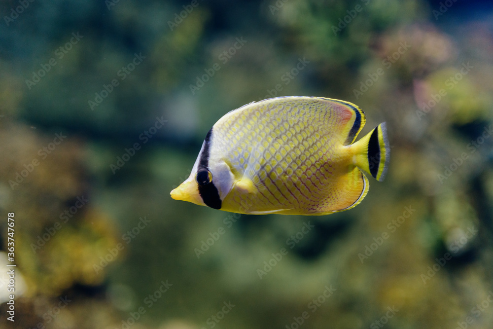 水族馆里的鱼