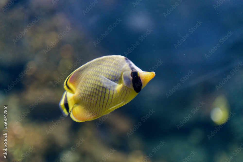 水族馆里的鱼