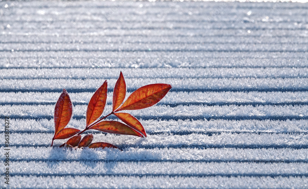 Red leaves under sunlight on frozen wooden background with ice crystals, closeup