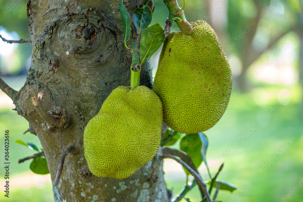 Children and jackfruit