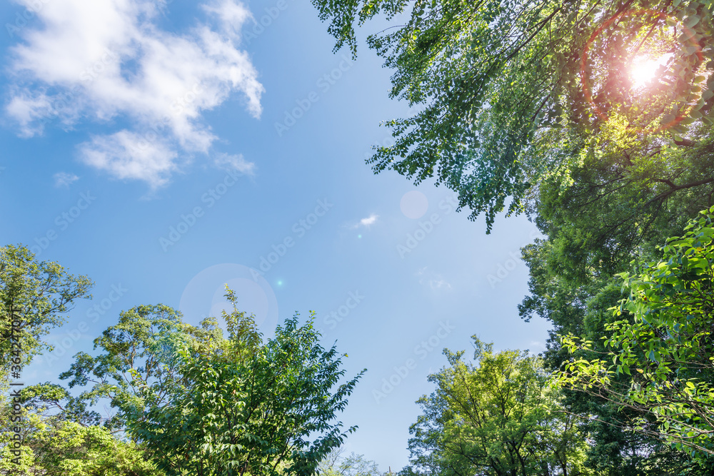 新緑の木と青空