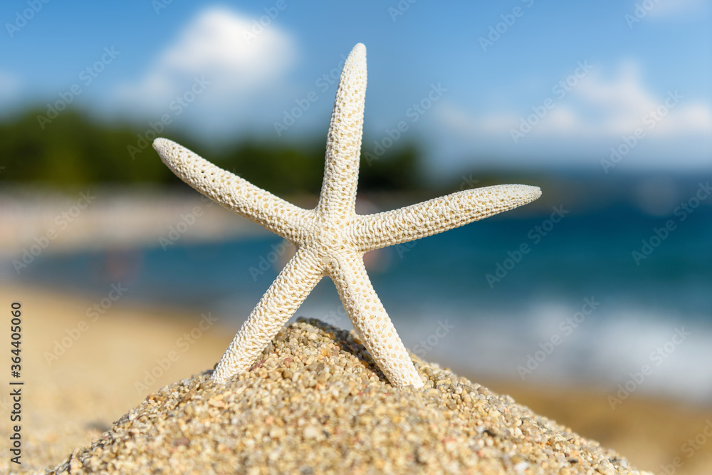 Starfish seashells on the sand by the sea on a sunny day