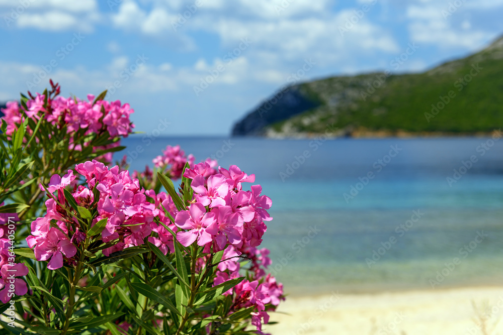 海边夹竹桃的粉红色花朵