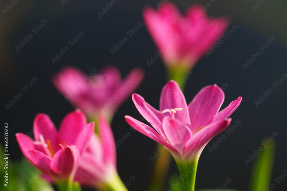 美丽的粉红色雨百合花特写