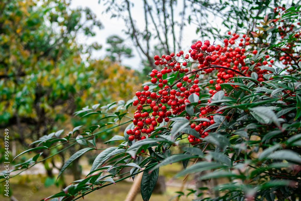 Ardisia crenata（圣诞浆果、珊瑚浆果）红色果实和深绿色叶子，原产于东亚