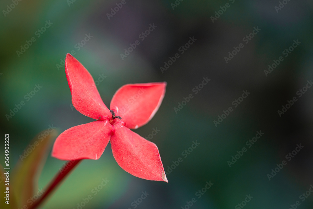 特写红色Ixora或西印度茉莉花。