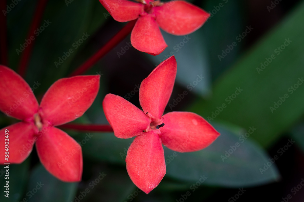 特写红色Ixora或西印度茉莉花。