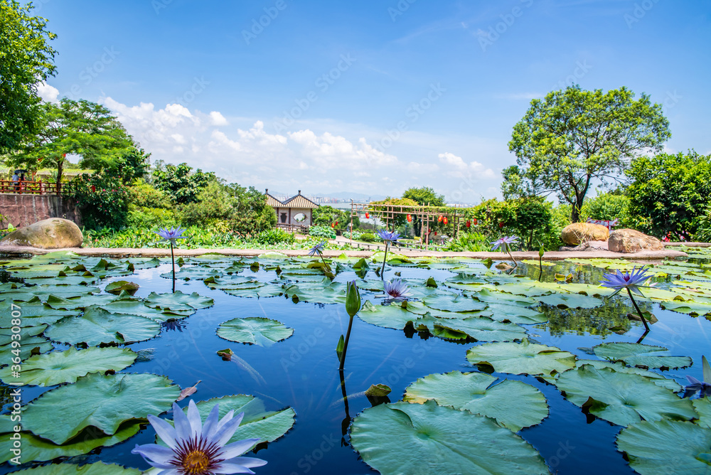 中国广州番禺莲花山公园荷花池