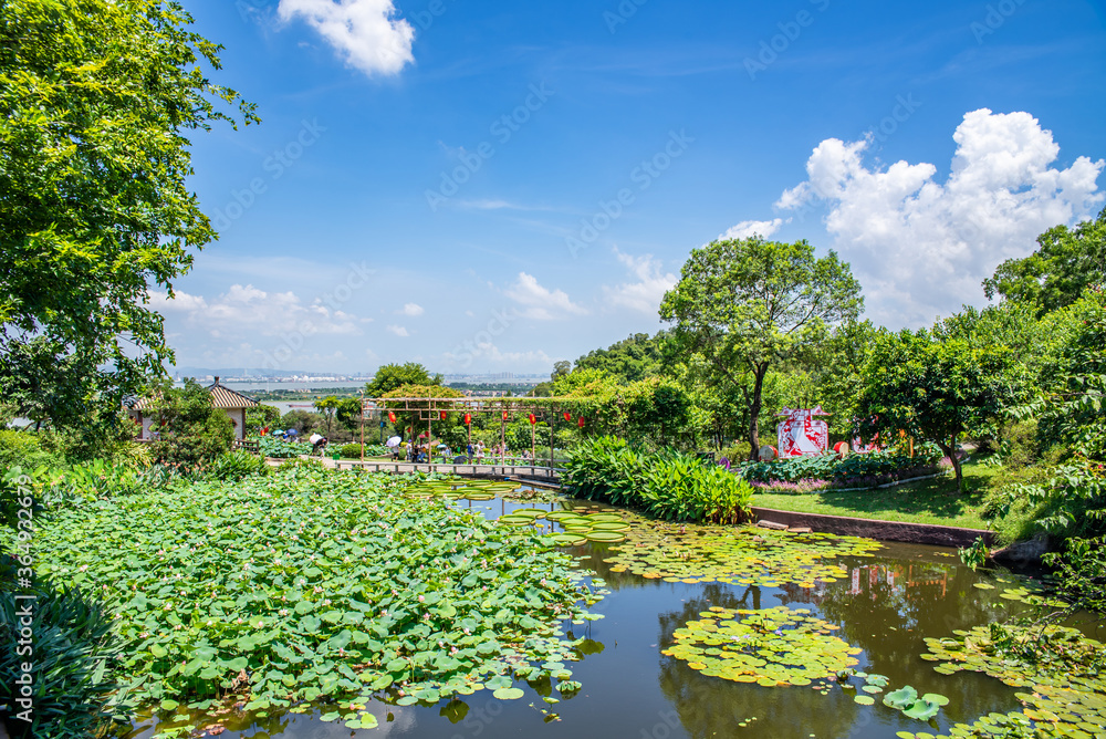 中国广州番禺莲花山公园荷花池