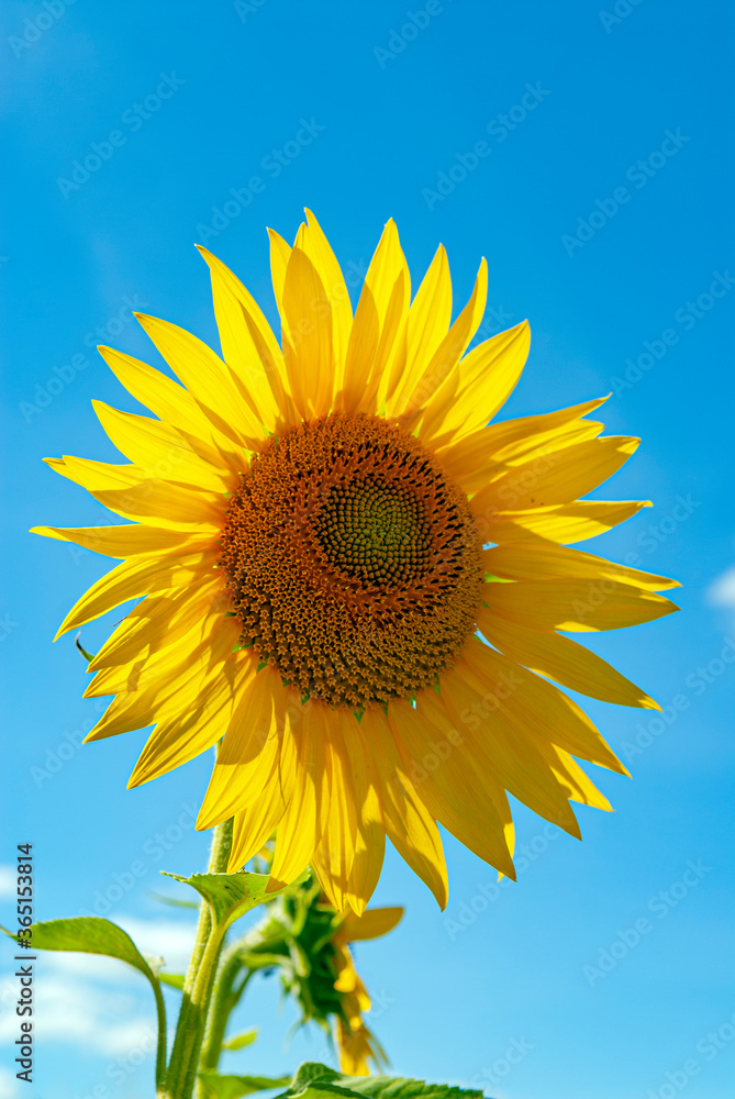 fleur de tournesol en été