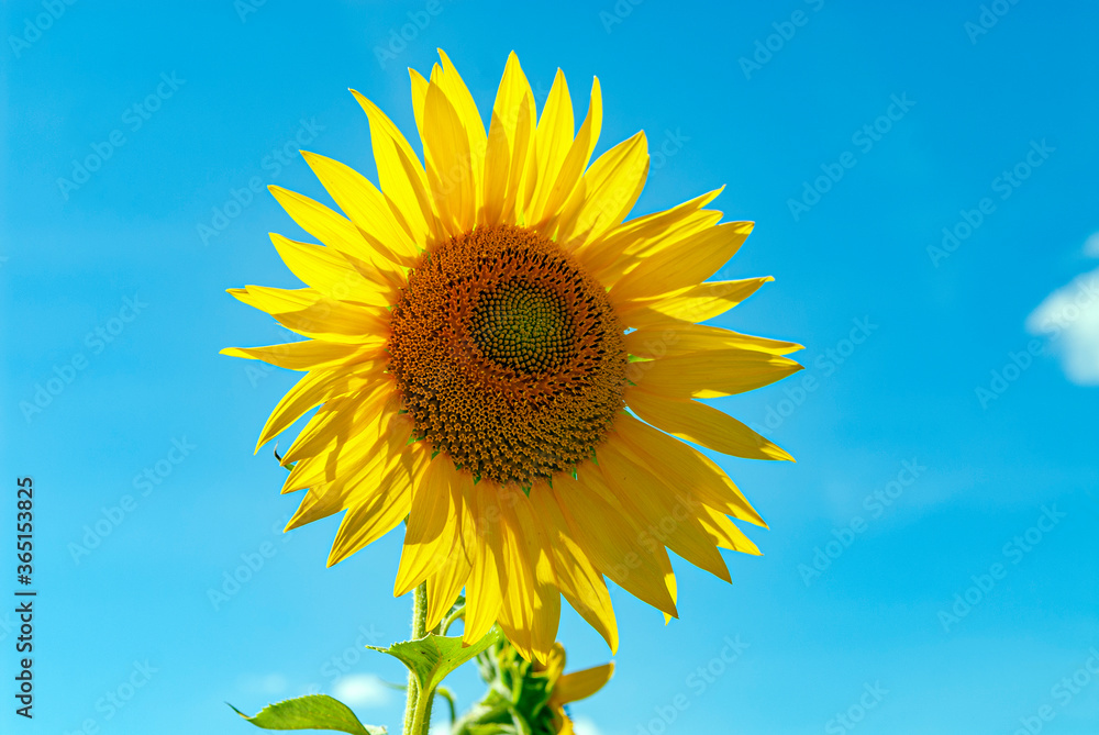 fleur de tournesol en été sur fond de ciel bleu