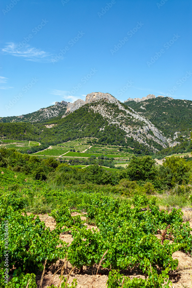 Paysages du Vaucluse dans les vignes autour des Dentelles de Montmirail en Provence en France