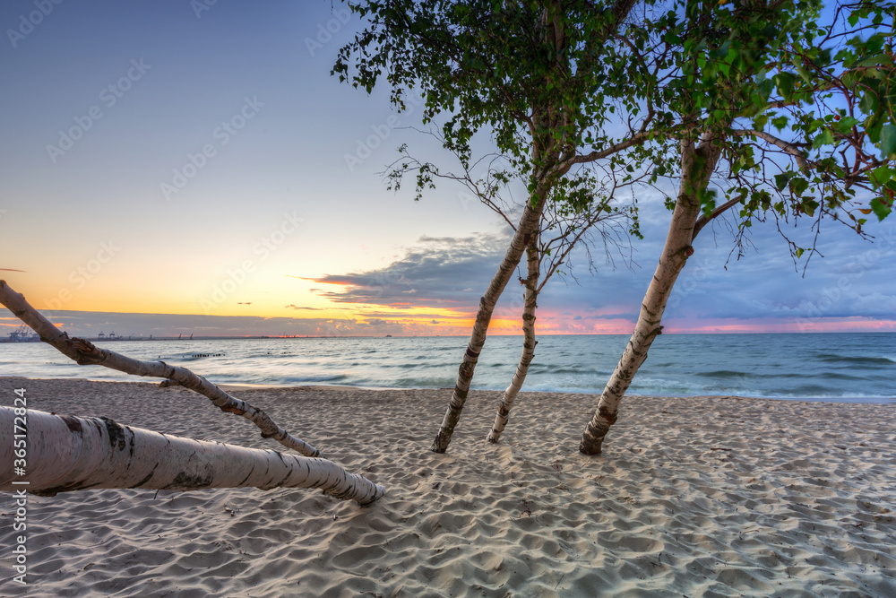 Beautiful sunset over a beach with birch trees by the Baltic Sea, Gdańsk.