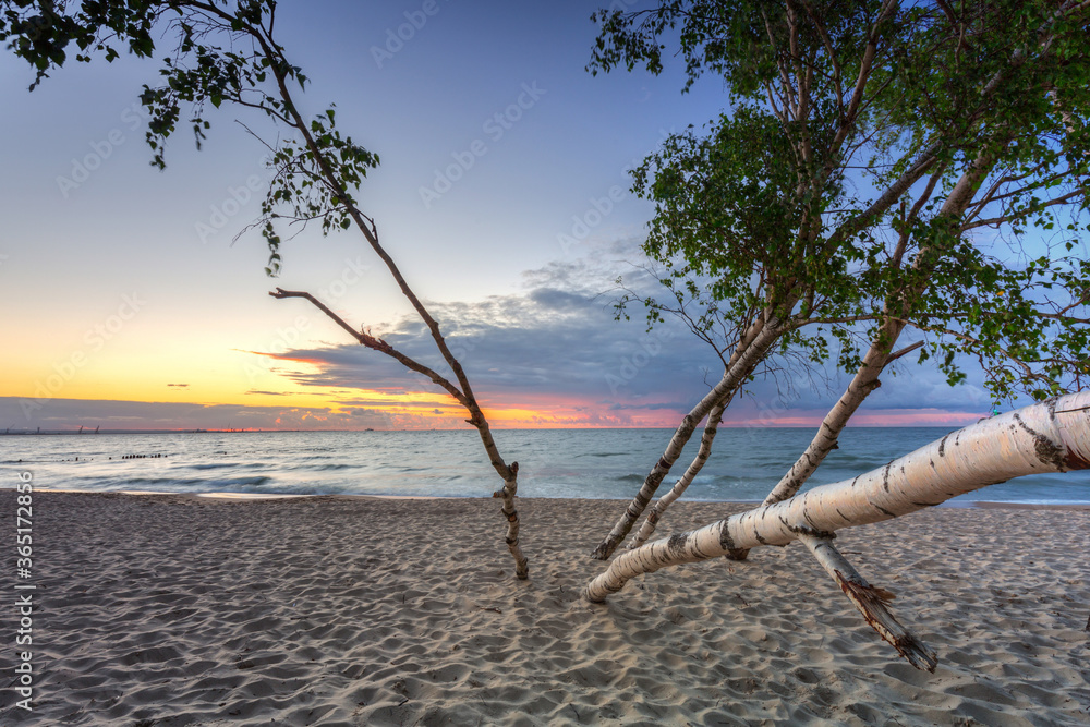 Beautiful sunset over a beach with birch trees by the Baltic Sea, Gdańsk.